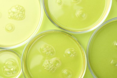 Photo of Petri dishes with liquid samples on green background, flat lay