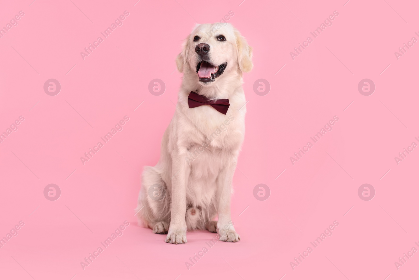 Photo of Cute Labrador Retriever with stylish bow tie on pink background