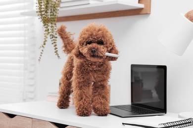 Photo of Cute Maltipoo dog chewing pen on desk near laptop at home