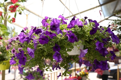 Photo of Beautiful petunia flowers in plant pot hanging outdoors