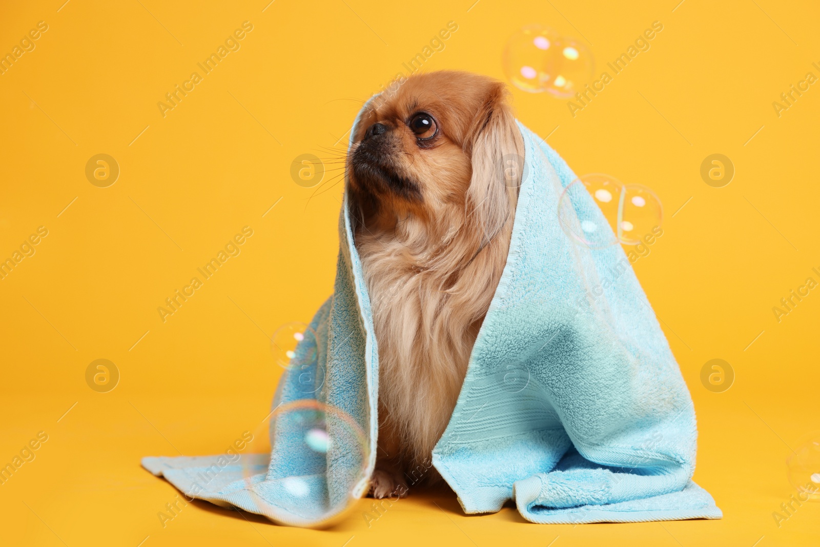 Photo of Cute Pekingese dog wrapped in towel and bubbles on orange background. Pet hygiene