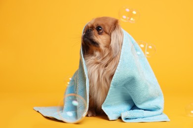 Photo of Cute Pekingese dog wrapped in towel and bubbles on orange background. Pet hygiene