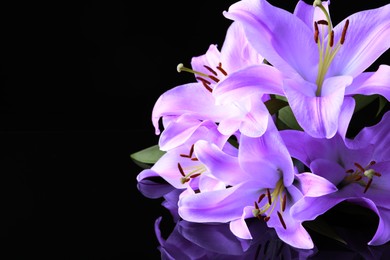 Violet lily flowers on black background, closeup. Funeral attributes