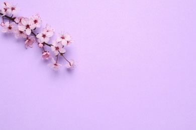 Photo of Blossoming spring tree branch on lilac background, flat lay. Space for text