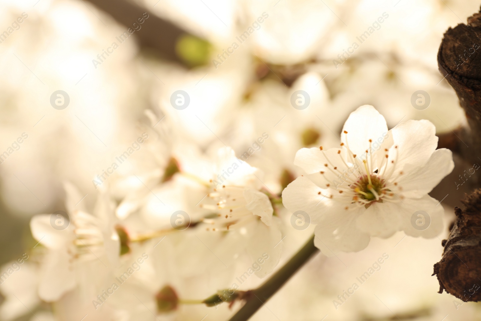 Photo of Closeup view of blossoming tree outdoors on spring day