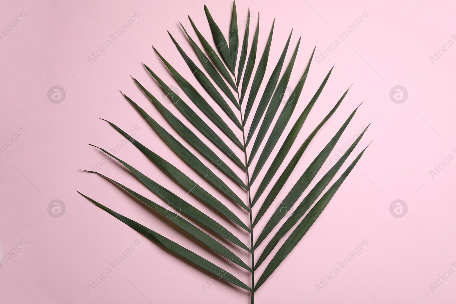 Photo of Leaf of tropical palm tree on color background, top view