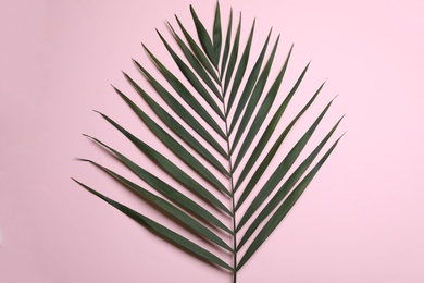 Leaf of tropical palm tree on color background, top view