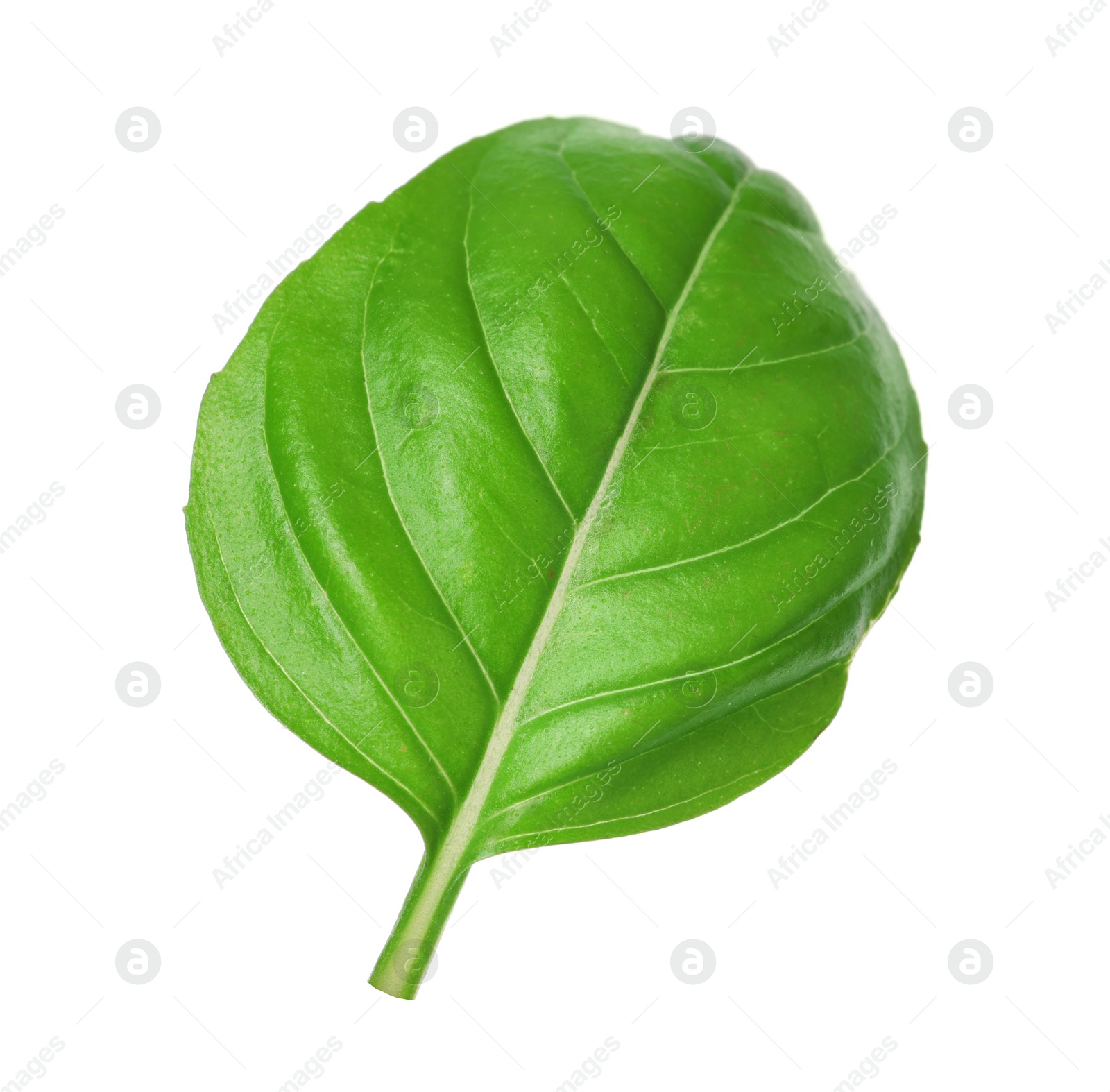Photo of One green basil leaf isolated on white