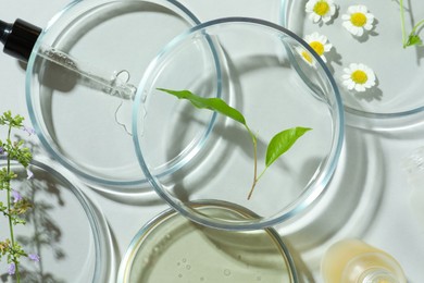 Photo of Flat lay composition with Petri dishes and plants on light grey background