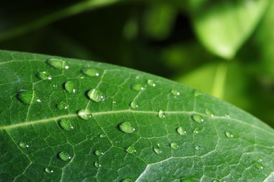 Macro photo of leaf with water drops on blurred green background