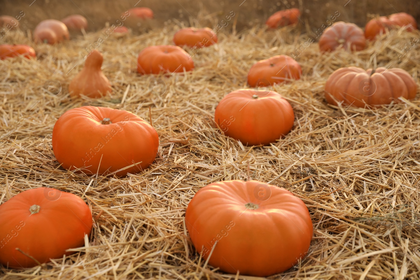 Photo of Ripe orange pumpkins among straw in field