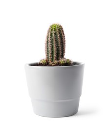 Beautiful green cactus in pot isolated on white