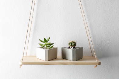 Photo of Succulent plant and cactus on wooden shelf