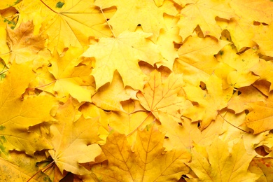 Yellow autumn leaves as background, top view