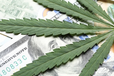 Photo of Leaf of hemp on dollar banknotes, closeup