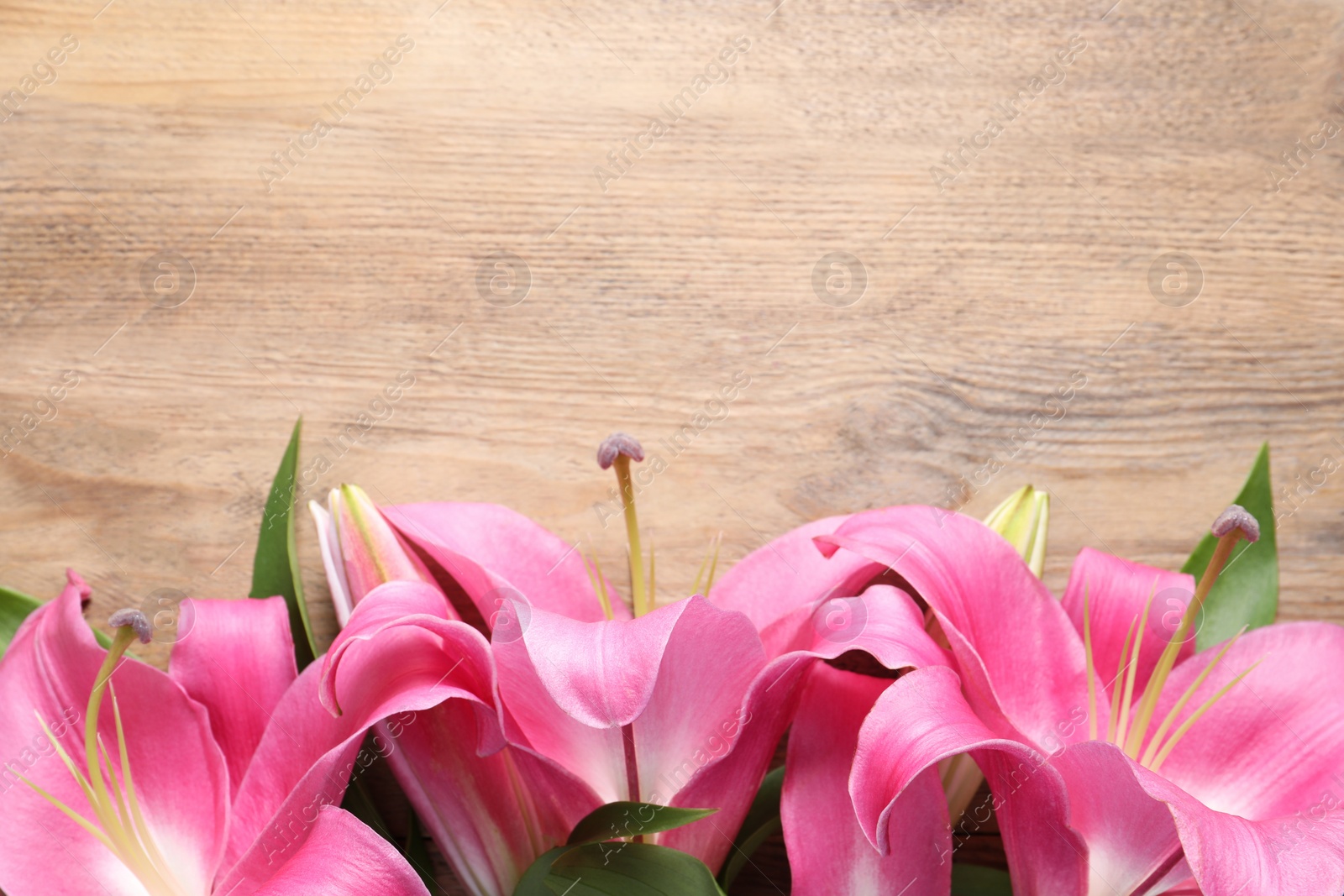 Photo of Beautiful pink lily flowers on wooden table, top view. Space for text