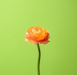 Photo of Beautiful ranunculus flower on color background