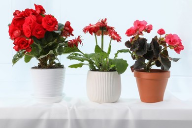 Different beautiful flowers in pots on white window sill