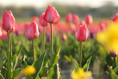 Field with fresh beautiful tulips. Blooming flowers