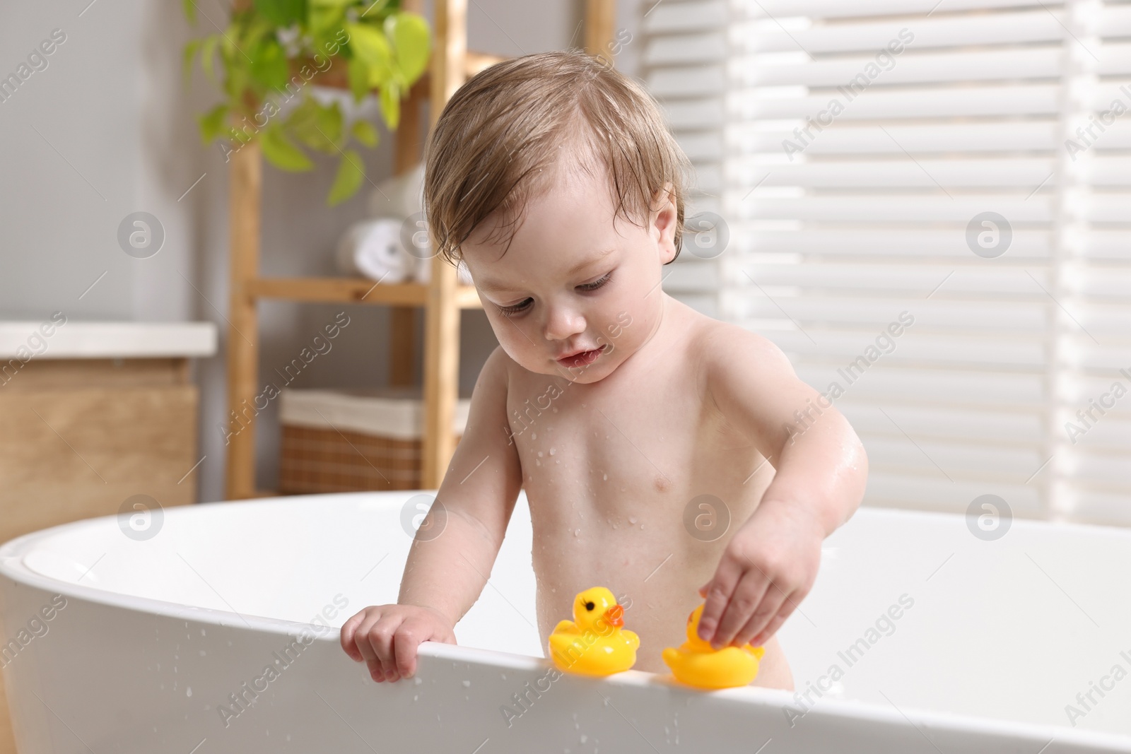 Photo of Cute little child playing with toy ducks in bathtub at home