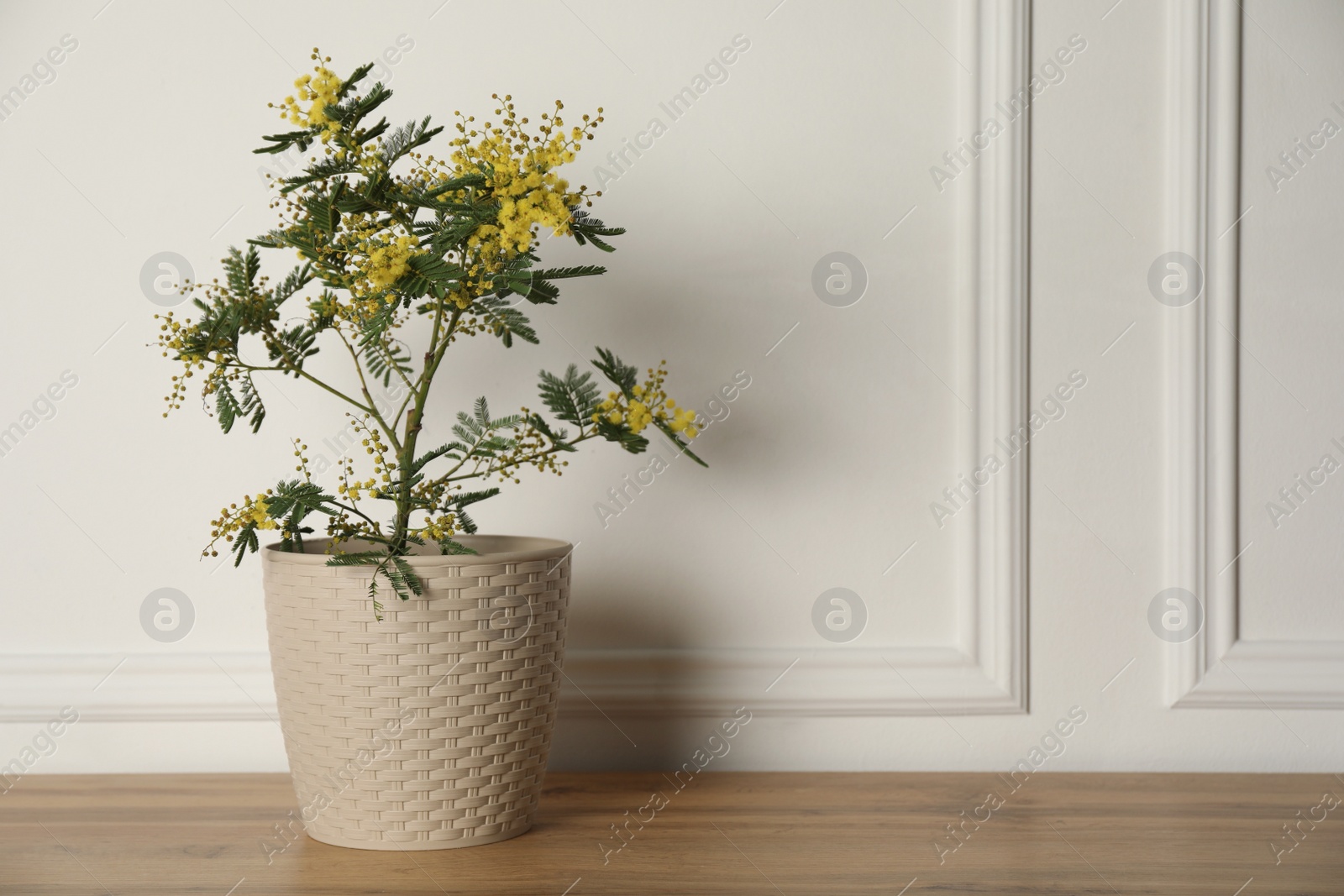 Photo of Beautiful potted mimosa on wooden table near white wall, space for text