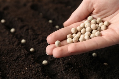 Photo of Woman holding pile of peas over soil, closeup. Vegetable seeds