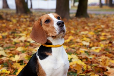 Photo of Adorable Beagle dog in stylish collar in autumn park
