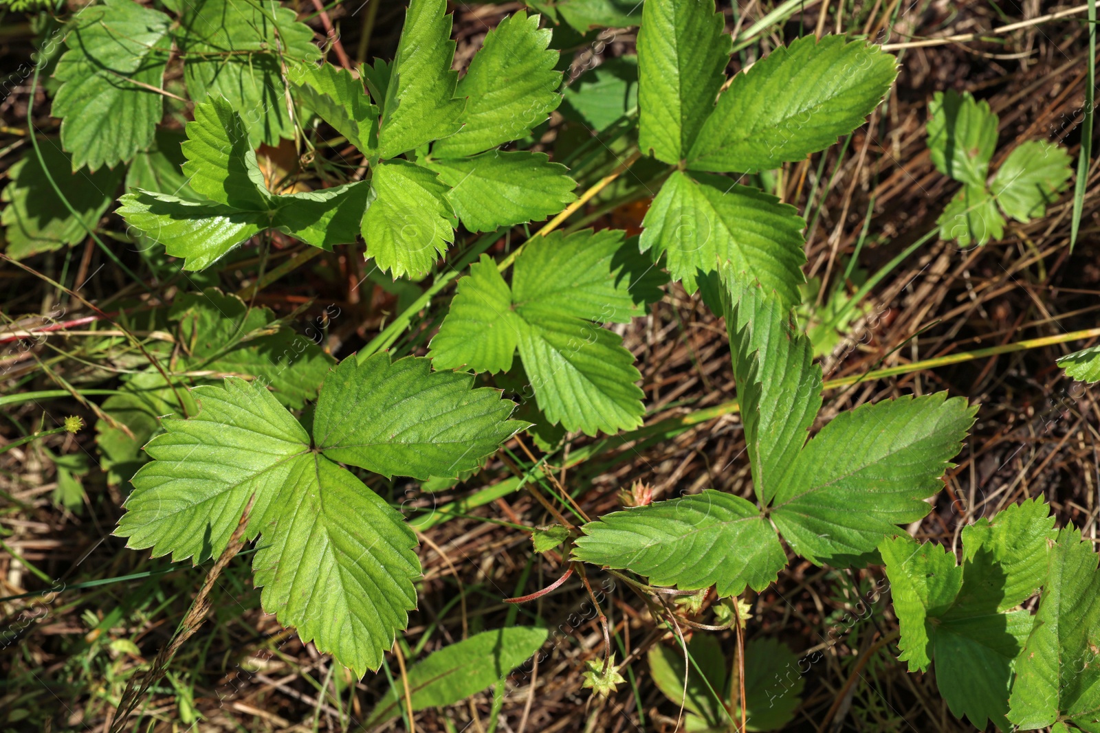 Photo of Many wild strawberry leaves outdoors , closeup