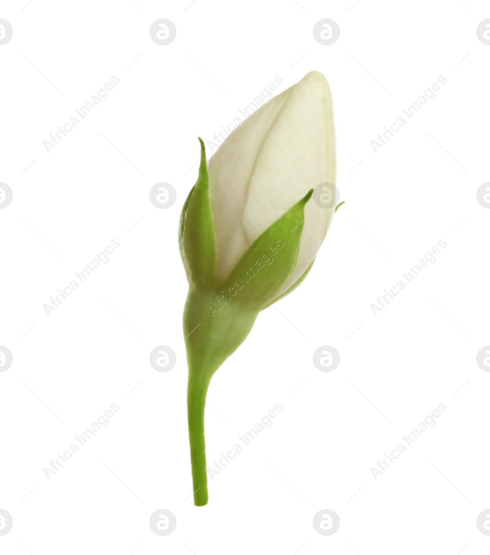 Photo of Beautiful flower of jasmine plant isolated on white