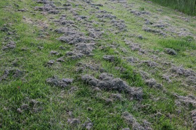 View of fresh cut green grass outdoors