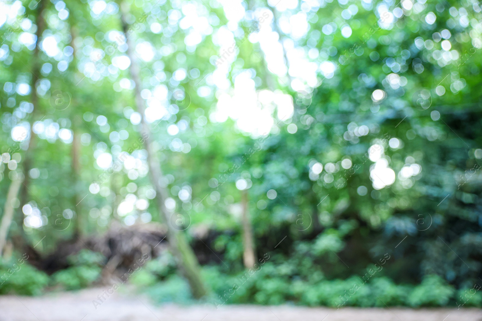 Photo of Blurred view of green trees in forest