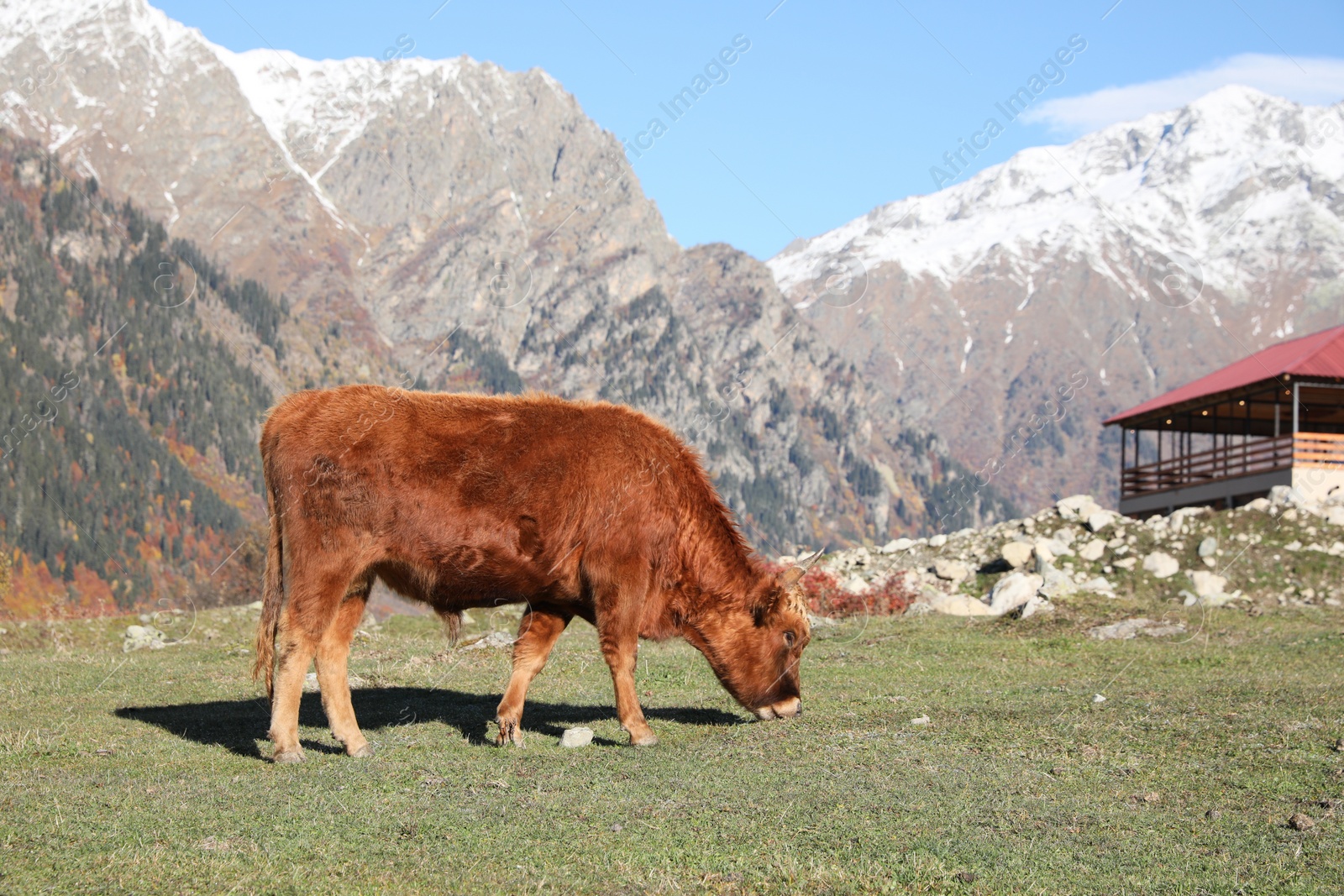 Photo of Beautiful view of cow grazing in mountains on sunny day