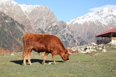 Beautiful view of cow grazing in mountains on sunny day