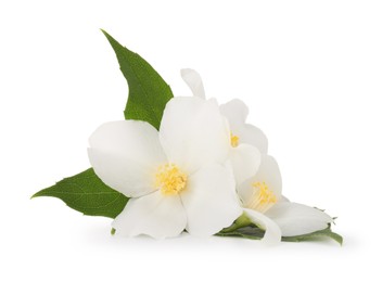 Photo of Branch of jasmine flowers and leaves isolated on white