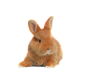 Image of Adorable fluffy Easter bunny on white background