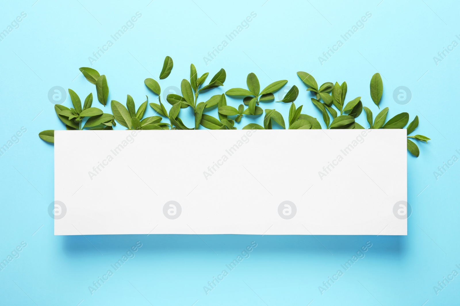 Photo of Blank card with green leaves on color background