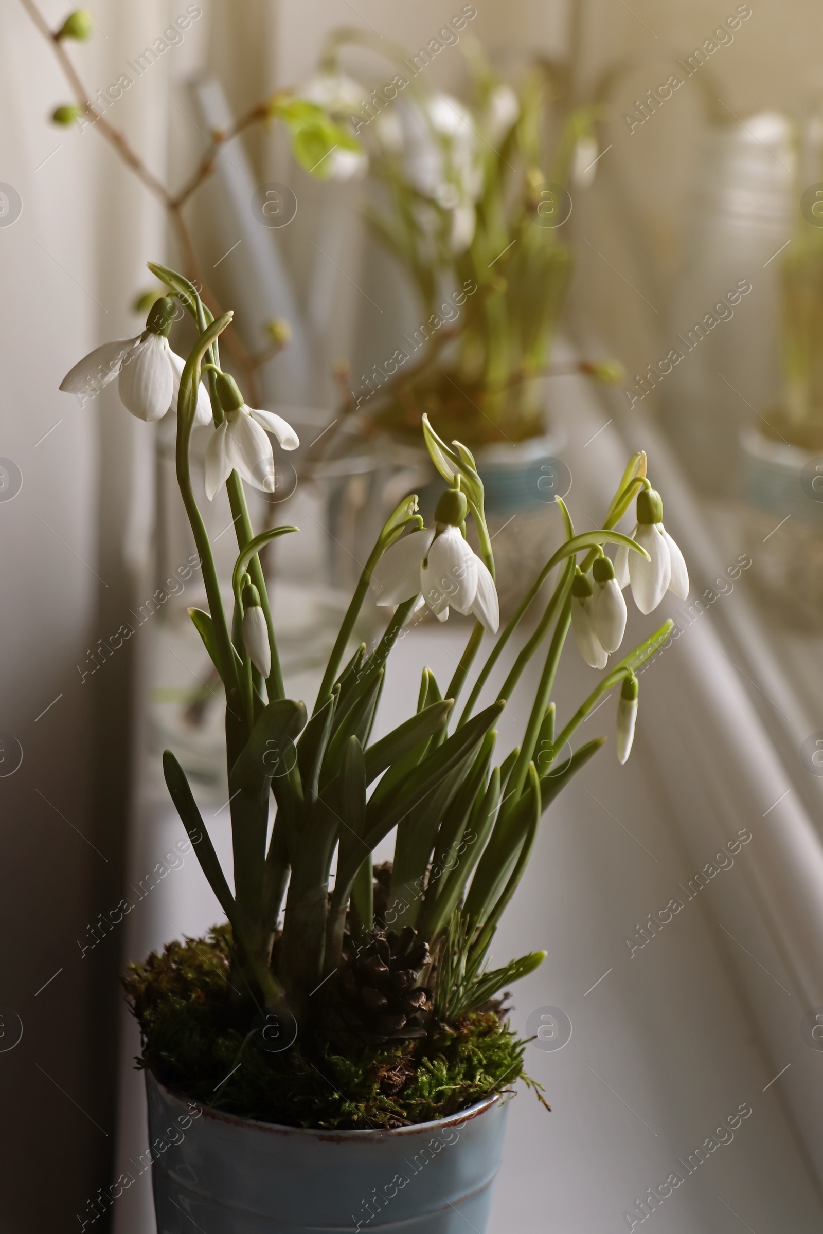 Photo of Blooming snowdrops on window sill indoors. First spring flowers