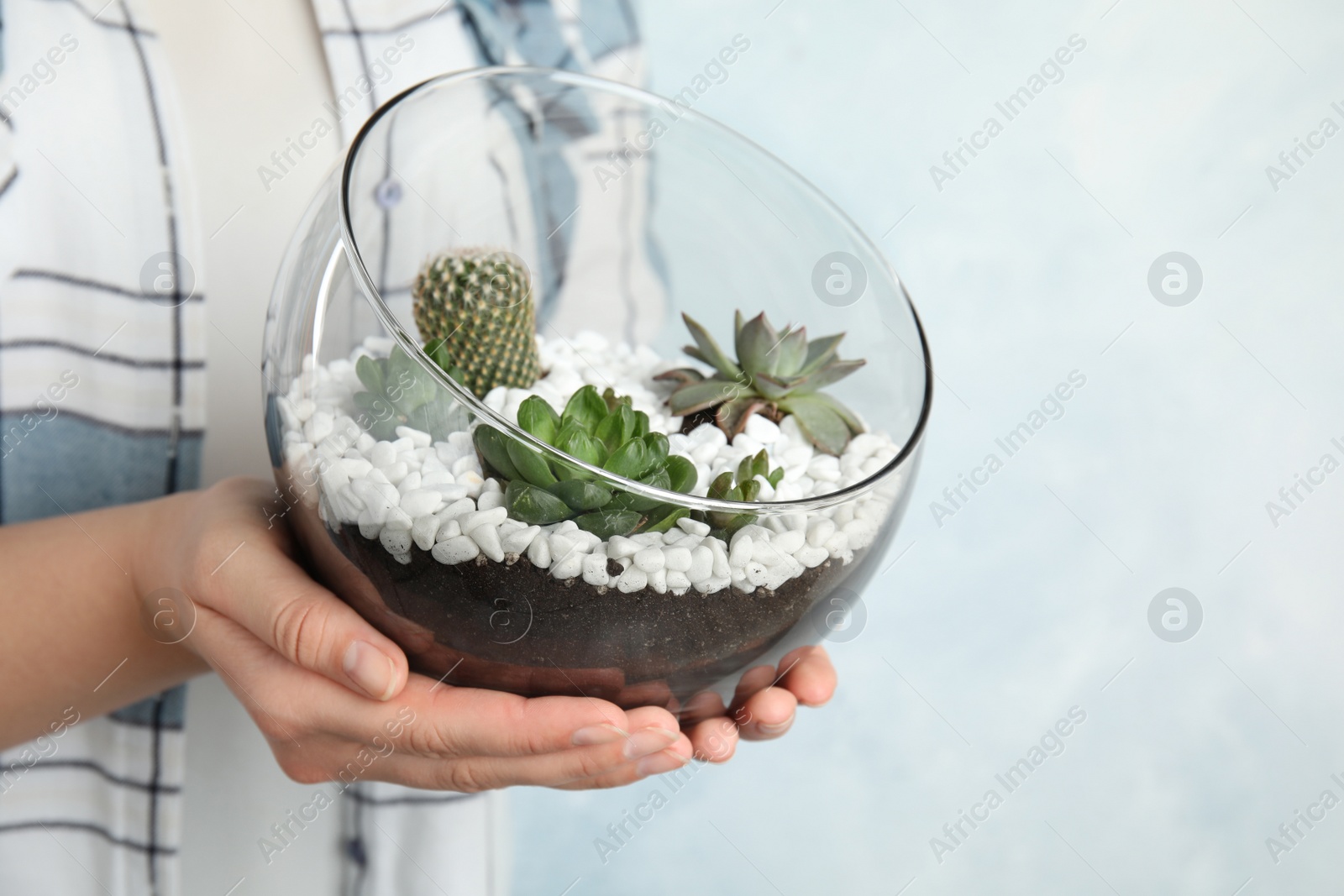 Photo of Woman holding florarium with different succulents on color background, closeup. Space for text