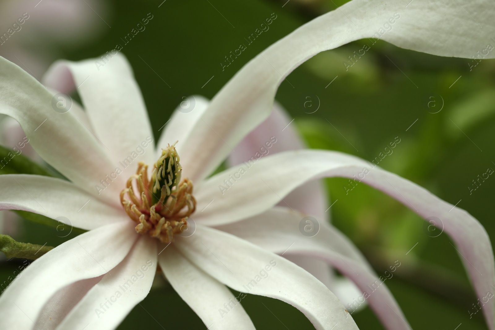 Photo of Beautiful magnolia flower on blurred background, closeup