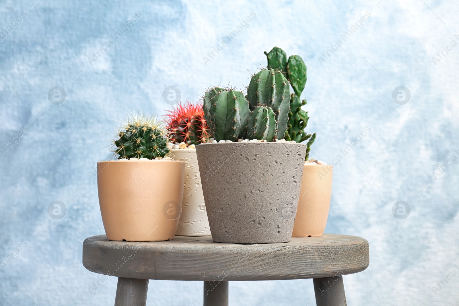 Photo of Beautiful cacti on table against color background