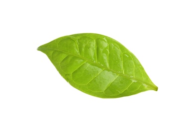 Photo of Fresh green coffee leaf with water drops isolated on white