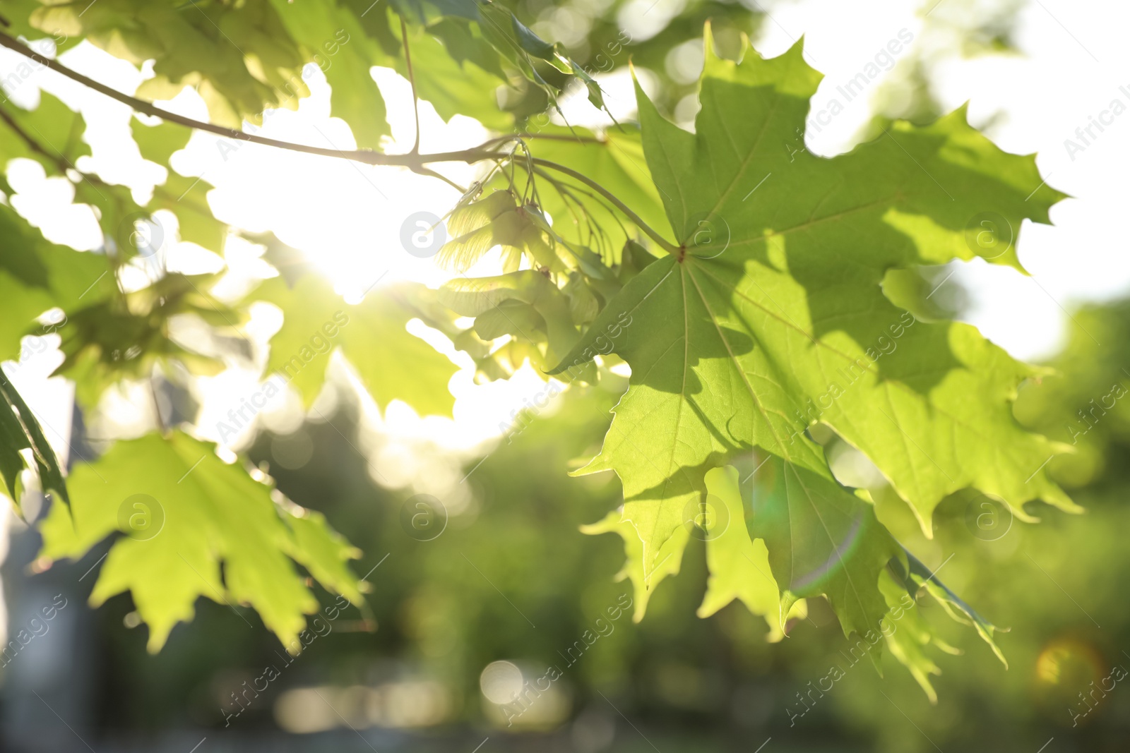 Photo of Closeup view of maple tree with young fresh green leaves outdoors on spring day