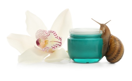 Snail, jar with cream and orchid flower isolated on white