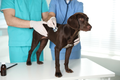 Photo of Professional veterinarians examining dog in clinic, closeup