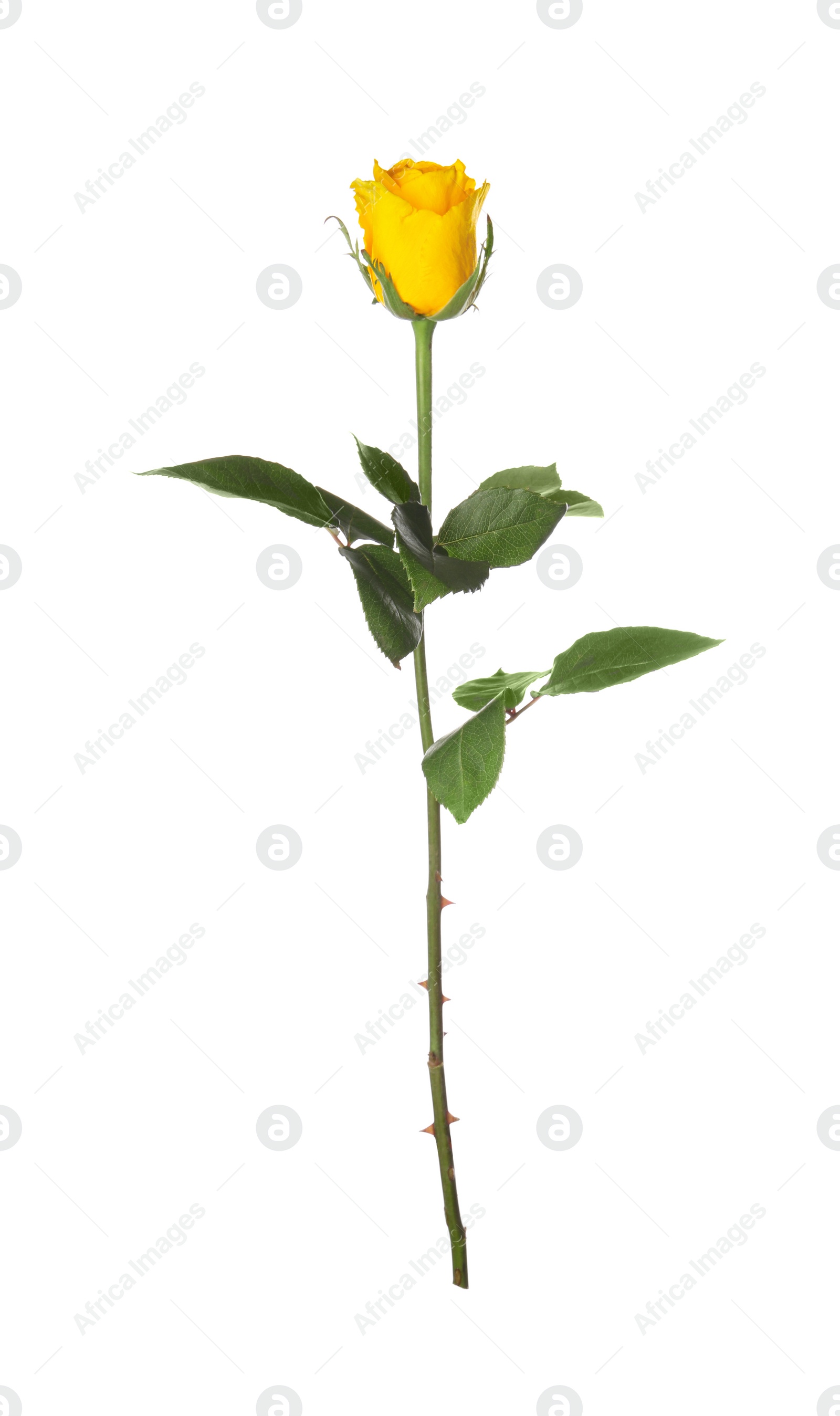 Photo of One beautiful yellow rose isolated on white