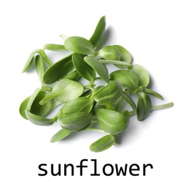 Heap of fresh organic microgreen on white background