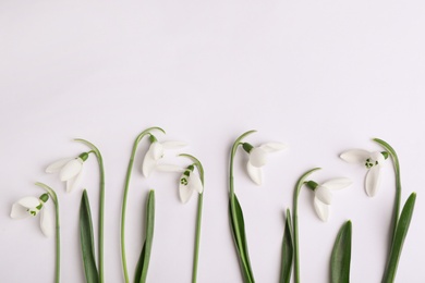 Photo of Beautiful snowdrops on white background, top view