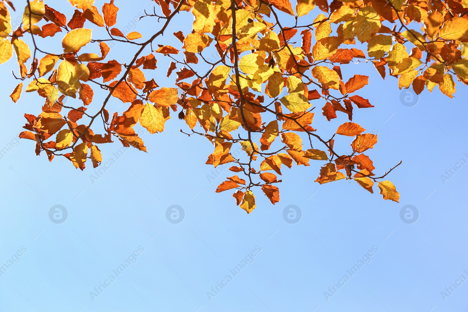 Photo of Beautiful tree with bright autumn leaves outdoors on sunny day. Space for text