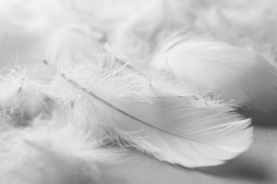 Photo of Fluffy white feathers on light background, closeup
