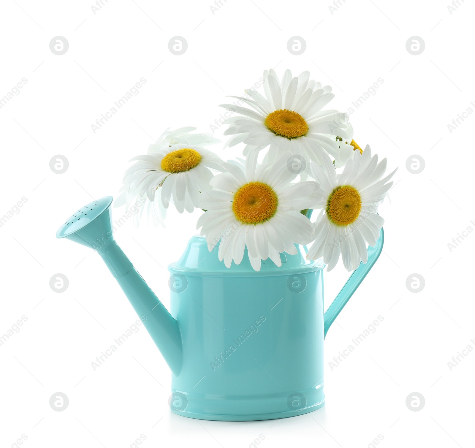 Photo of Watering can with beautiful chamomile flowers on white background